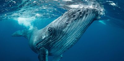 Why whale urine is so important to life in the sea