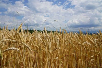 How to Trade Wheat Futures Now: Consider Buying a Call Option on July SRW