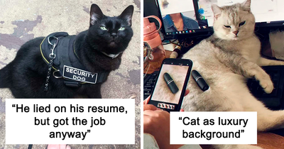 This Online Group Is Dedicated To Cats With Jobs, And Here Are 38 Of Them
