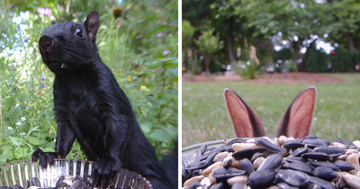 Woman Puts Camera On Bird Feeder In Her Yard, Here Is What It Has Caught (30 New Pics)