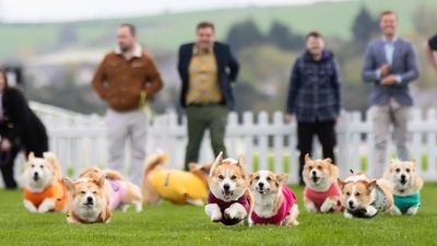 Four-year-old Juno wins this year’s Corgi Derby: ‘It's absolute carnage, but it's great fun’