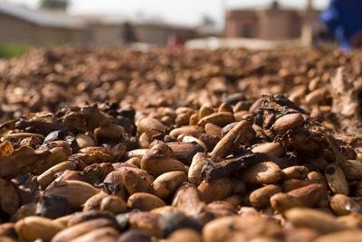 Signs of Larger Supplies Hammer Cocoa Prices