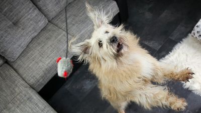 Can dogs play with cat toys? A vet reveals the hidden risks