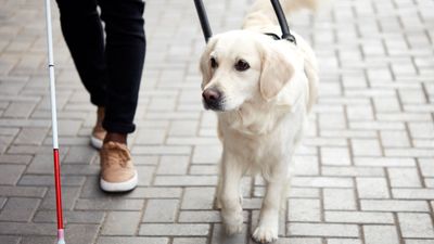 AI is better at picking which puppy will make a good guide dog than humans are