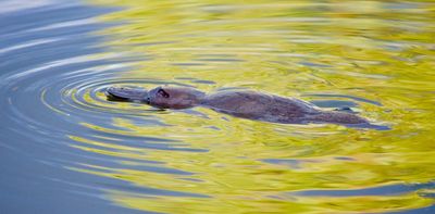Echidna ancestors lived watery lifestyles like platypuses 100 million years ago – new study