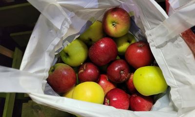 Country diary: A thriving new orchard in an unlikely place