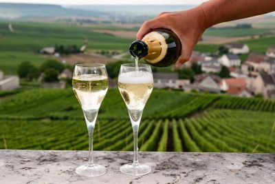 Drinking white wine and champagne could reduce risk of cardiac arrest, new study finds