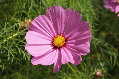 Which new plants will we be seeing at the RHS Chelsea Flower Show?