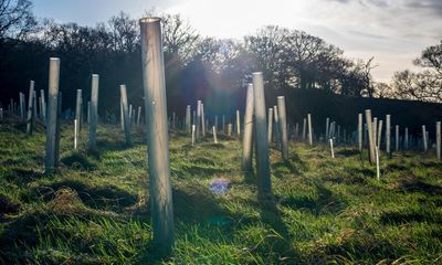 Government ‘failing to support natural regeneration of trees in England’