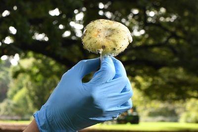 Australia opens mushroom murder trial