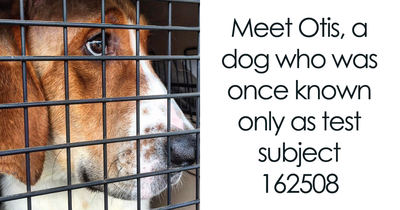 After A Year Of Suffering In Lab Tests, This Dog Finally Finds Freedom And Love