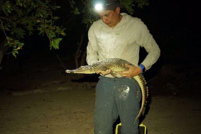 Two new crocodile species discovered in Caribbean – but they are already facing extinction