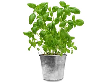 Houseplant clinic: why do my supermarket plants keep dying?