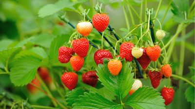 Gardeners are adding this one natural material to their strawberry plants for bumper harvest of sweeter, brighter berries
