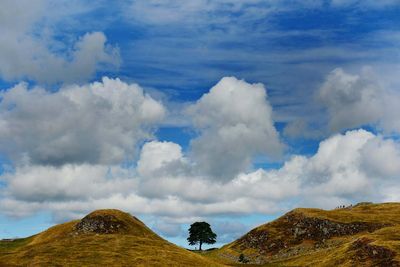 Two men went on ‘moronic mission’ to fell Sycamore Gap tree, jury told