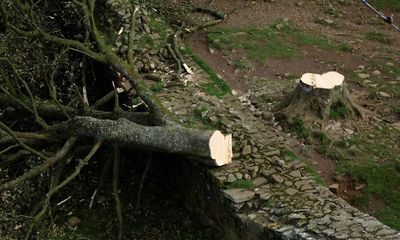 Two men filmed felling of Sycamore Gap tree during ‘mindless’ act, court hears