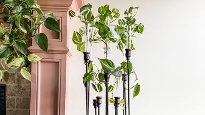 Plants in Test Tube Candelabras? There's a Stylish New Way to Show Off Your Propagation Skills