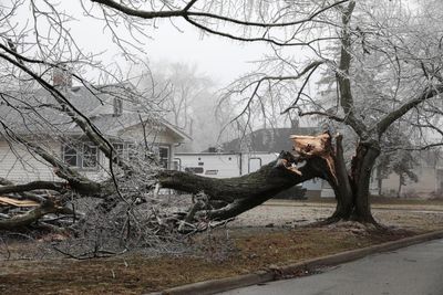 Why effects of Michigan’s ice storm will linger for months, perhaps years