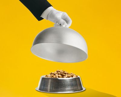 Making a dog’s dinner: vets and canine experts on the most eco and affordable ways to feed your pooch