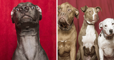 Photographer Puts Dogs In A Special Photobooth And Captures Their Reactions (30 Pics)