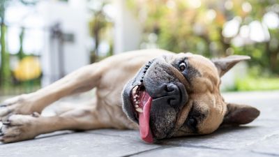 Dog heatstroke: A vet’s guide to symptoms, prevention and treatment