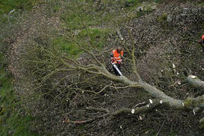 Sycamore Gap timeline: How damage to landmark tree allegedly unfolded