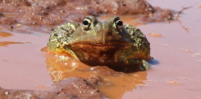 South Africa’s frogs and reptiles get their own list of names in local languages
