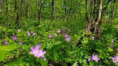 How to grow wild geranium – for a hardy flowering perennial that will thrive in shady gardens
