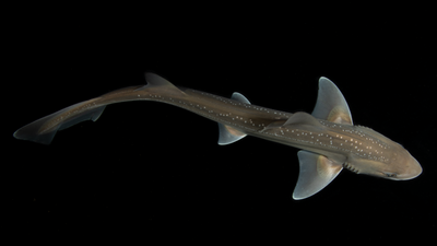 Do sharks make noises? An accidental discovery might just answer that question