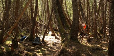 Old growth forests in eastern Canada show that the climate started changing almost 100 years ago