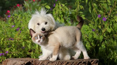 National Pet Week: When is it and how to celebrate