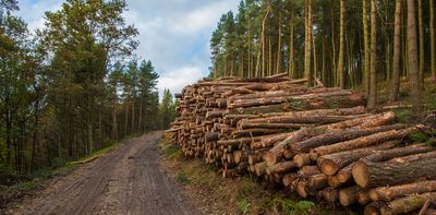 UK must grow more of its own wood to meet climate goals – new research
