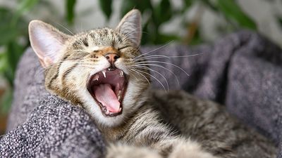 ​​‘Cats are masters at hiding pain’ so dental issues in cats often go unnoticed, vet explains