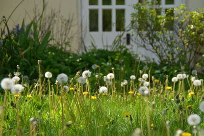 Gardeners urged to stop thinking of wildflowers as weeds as no mow May kicks off