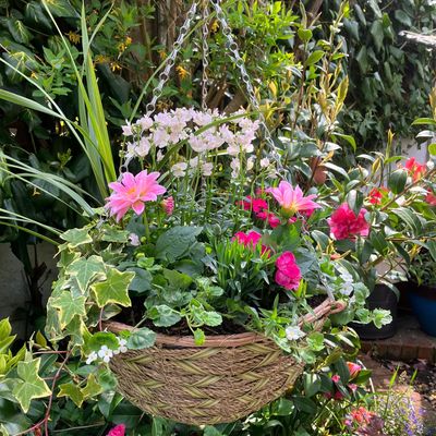 The easy planting technique I always use to create stunning hanging baskets – it's the secret to a show-stopping flower arrangement