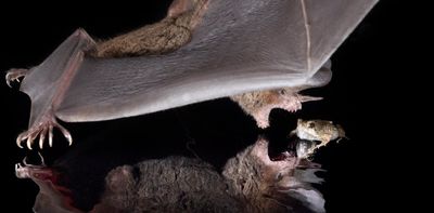 Young bats learn to be discriminating when listening for their next meal