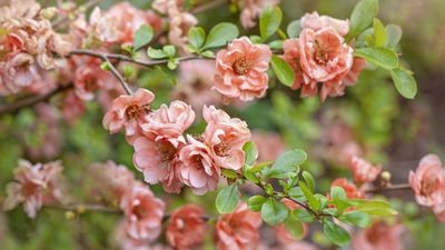 Now is the ideal time to prune flowering quince, say horticulturalists, for beautiful floral displays and healthy shrubs