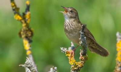Country diary: A fishing reel, digital noise … the grasshopper warbler is a bird for every age
