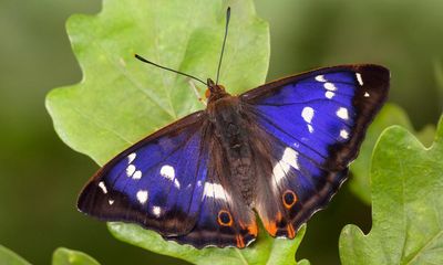Butterflywatch: UV torches aid monitoring of rare and elusive species