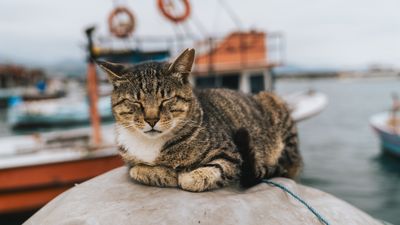 Catquistadors: Oldest known domestic cats in the US died off Florida coast in a 1559 Spanish shipwreck