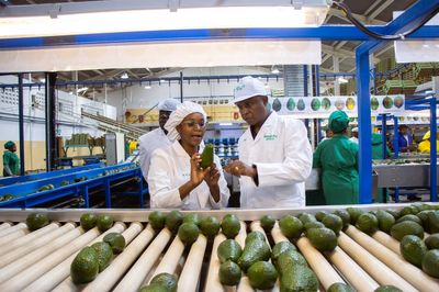 Camellia returns to dividend list after year of restructuring