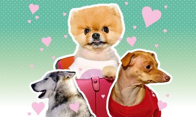 A chiweenie with an overbite and 1.9m followers: how Tuna and Instagram’s other top dogs rake in thousands per post