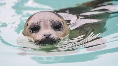 Inside the new seal rescue centre caring for injured pups in the Netherlands