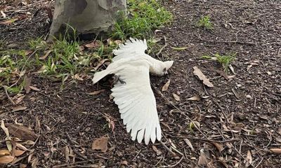 Common pesticide caused mass death of little corellas, NSW environment watchdog confirms