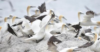 Calls to reject mega offshore wind farm as thousands of seabirds forecast to die