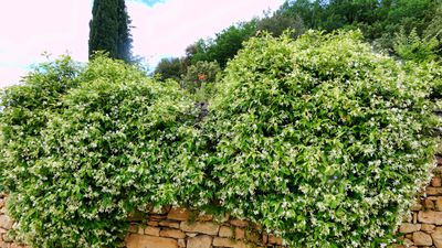 How to fertilize star jasmine – experts reveal the secrets for healthy climbing plants with masses of scented blooms