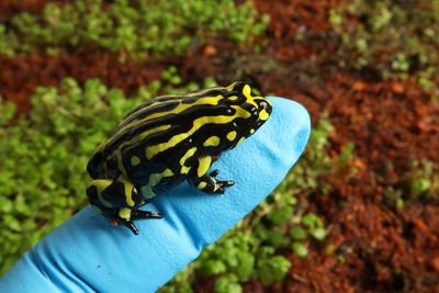 Scientists hope sequencing genome of tiny ‘functionally extinct’ frog could help save it