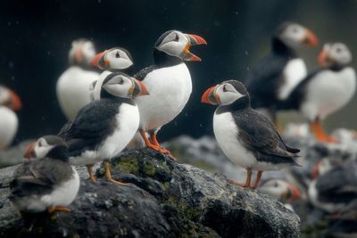 Charities call for wind farm to be blocked as thousands of bird deaths feared