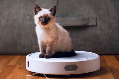 Robot vacuums are ‘too idle’ and can be reprogrammed to water plants, researchers say