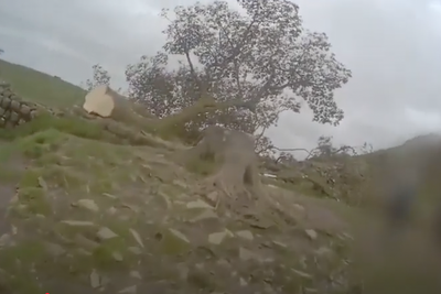 Sycamore Gap: Bodycam footage from first officer on scene of felled 150-year-old tree